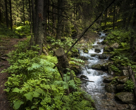 A creek in a summer forestの写真素材