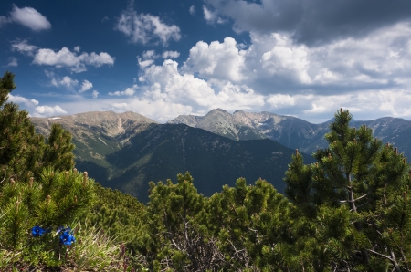 Mountain scenery with blue flower in sunny day and cloudy sky,の写真素材