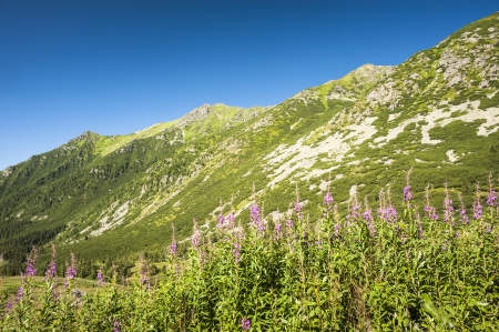 soummer mountains scenery in sunny day with flowersの写真素材
