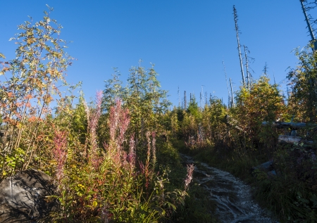 Autumn forest with dry trees and flowers in a sunny dayの写真素材