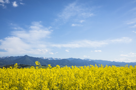 Low horizon with yellow rapeseed and blue mountainsの写真素材