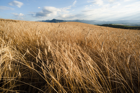 Crop Field before harvestの写真素材