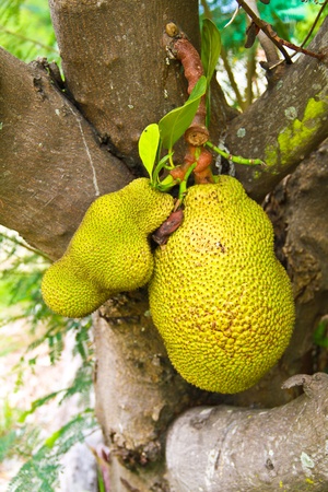 jackfruitの写真素材