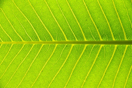 Plumeriaの写真素材