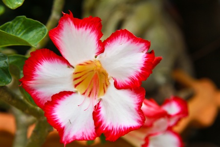 Impala Lily Adeniumの写真素材