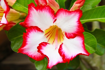 Impala Lily Adeniumの写真素材