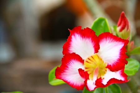 Impala Lily Adeniumの写真素材