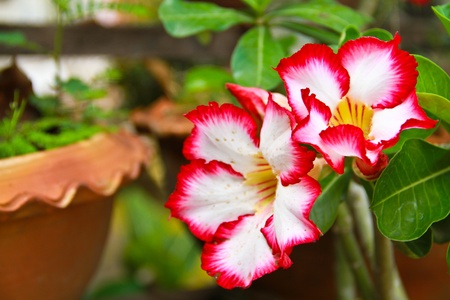 Impala Lily Adeniumの写真素材