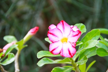 Impala Lily Adeniumの写真素材