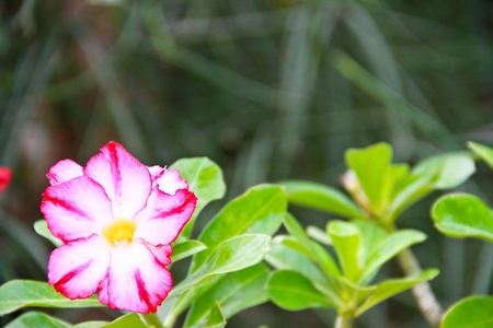 Impala Lily Adeniumの写真素材
