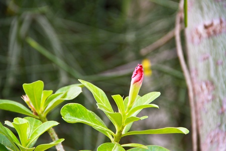 Impala Lily Adeniumの写真素材