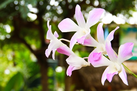 Orchidの写真素材
