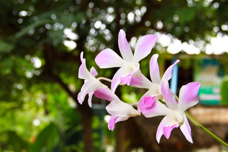 Orchidの写真素材
