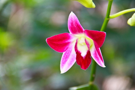 Orchidの写真素材