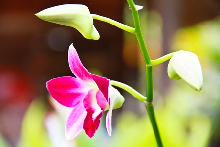 Orchidの写真素材
