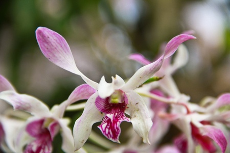 Orchidの写真素材