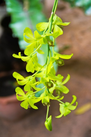 Orchid の写真素材