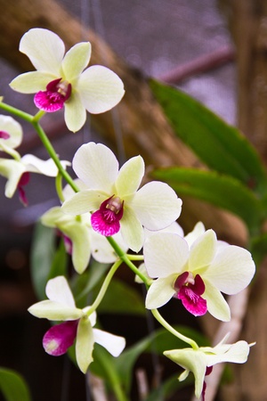 Orchid whiteの写真素材