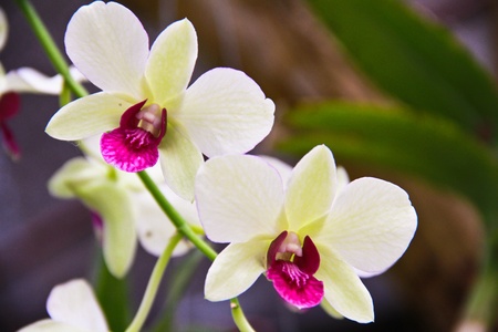Orchid whiteの写真素材