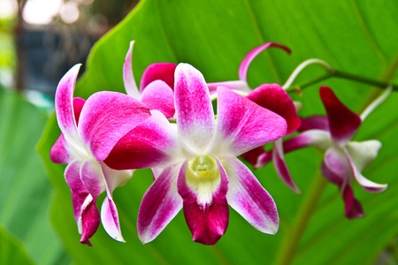 Orchid pinkの写真素材