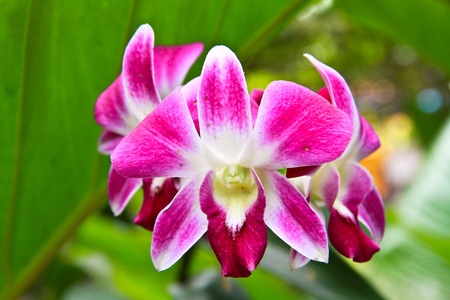 Orchidの写真素材