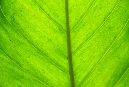 Dieffenbachiaの写真素材