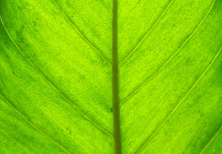 Dieffenbachiaの写真素材