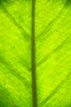 Dieffenbachiaの写真素材