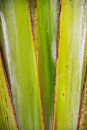 Ravenala madagascariensisの写真素材