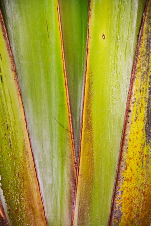 Ravenala madagascariensisの写真素材