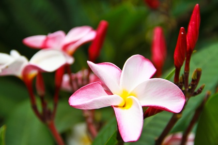 plumeriaの写真素材