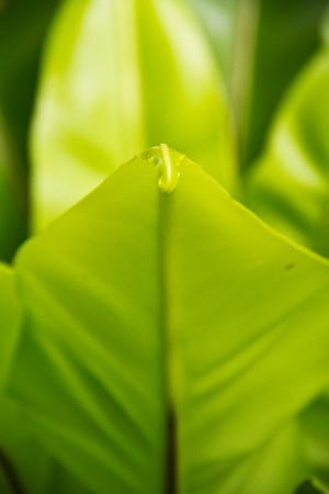 Asplenium nidusの写真素材
