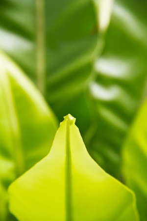 Asplenium nidusの写真素材