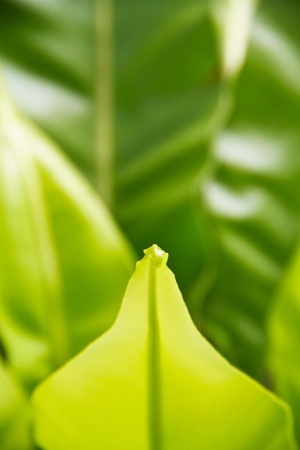 Asplenium nidusの写真素材