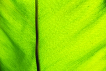 Asplenium nidusの写真素材