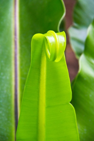 Asplenium nidusの写真素材