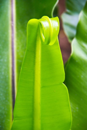Asplenium nidusの写真素材