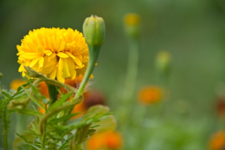Yellow flower,Marigoldの写真素材