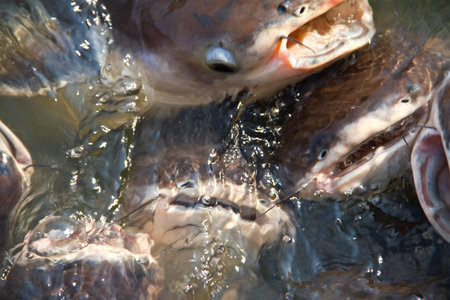 Pangasius hypophthalmus or Pangasiidae in the pond