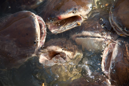 Pangasius hypophthalmus or Pangasiidae in the pond