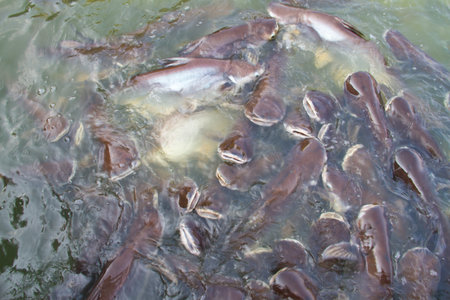 Pangasius hypophthalmus or Pangasiidae in the pond
