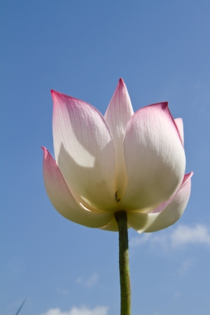 White lotus on blue sky backgroundの写真素材