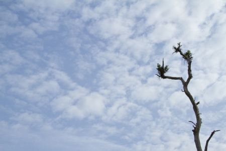 Tree of death dryの写真素材