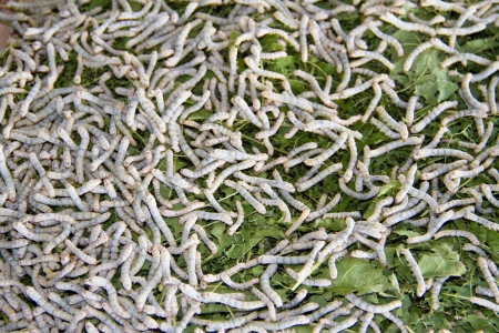 silkwormの写真素材