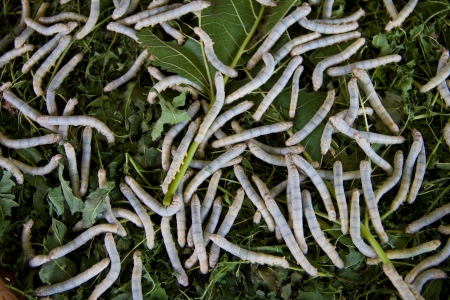silkwormの写真素材
