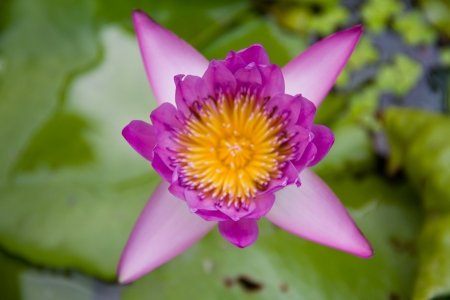 pink lotusの写真素材