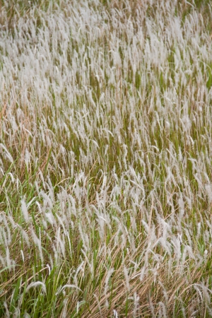 Imperata cylindricaの写真素材