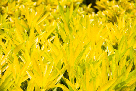 Croton or Codiaeum variegatium L  Blume