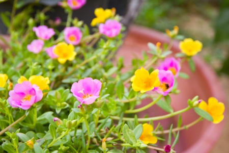 Common Purslane, Verdolaga, Pigweed, Little Hogweed or Pusleyの写真素材