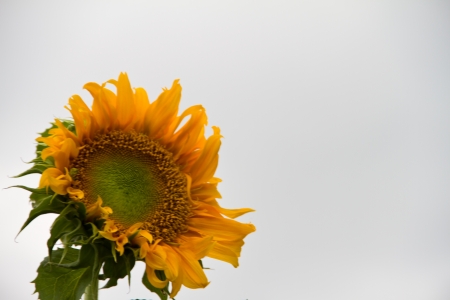 Sunflower on white backgroundの写真素材